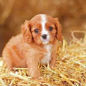 Ruby: Cavalier King Charles Spaniel, ruby, puppy, 6 weeks