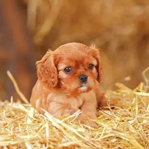Ruby: Cavalier King Charles Spaniel, ruby, puppy, 6 weeks