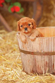 Ruby: Cavalier King Charles Spaniel, ruby, puppy, 6 weeks