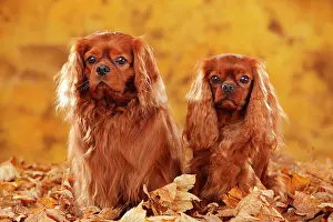 Cavalier: Cavalier King Charles Spaniel, ruby, two dogs sitting