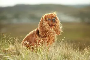 Cavalier: Cavalier King Charles Spaniel, ruby, male, sitting