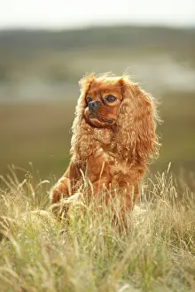 Cavalier: Cavalier King Charles Spaniel, ruby, male, sitting