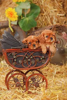 Ruby: Cavalier King Charles Spaniel, ruby, two puppies