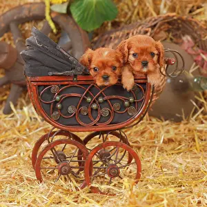 Ruby: Cavalier King Charles Spaniel, ruby, two puppies