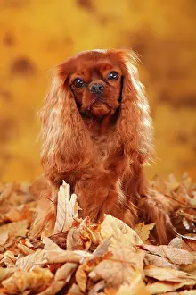 Cavalier: Cavalier King Charles Spaniel, ruby, sitting in