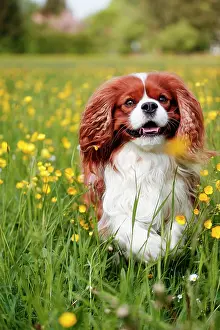 Dynamical: Cavalier King Charles Spaniel running through a
