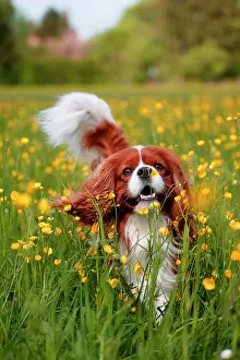 Peop: Cavalier King Charles Spaniel running through a