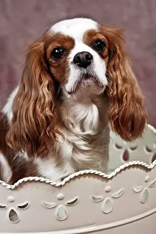 Container: Cavalier King Charles Spaniel sitting in an ornate