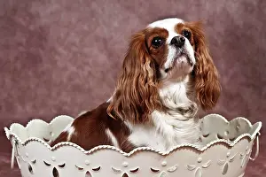 Container: Cavalier King Charles Spaniel sitting in an ornate