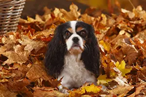 Relaxing: Cavalier King Charles Spaniel, tricolour, autumn leaves