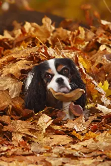 Humour: Cavalier King Charles Spaniel, tricolour, autumn leaves