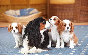 Bitches: Cavalier King Charles Spaniel, tricolour, bitch