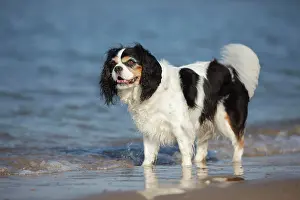 Bitch: Cavalier King Charles Spaniel, tricolour, bitch