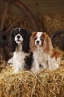 Home: Cavalier King Charles Spaniel, Tricolour and Blenheim