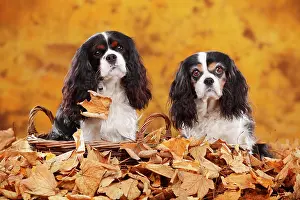 Cavalier: Cavalier King Charles Spaniel, tricolour, two dogs