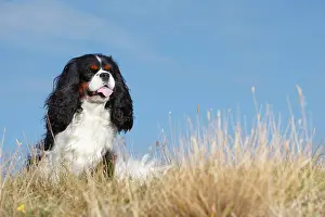 Cavalier: Cavalier King Charles Spaniel, tricolour, male