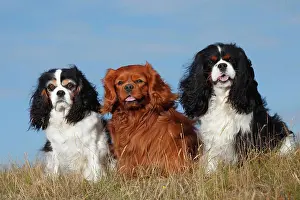 Cavalier: Cavalier King Charles Spaniel, tricolour and ruby