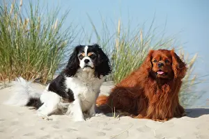 Cavalier: Cavalier King Charles Spaniel, tricolour and ruby