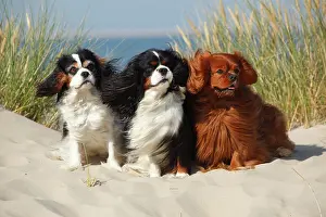 Cavalier: Cavalier King Charles Spaniel, tricolour and ruby
