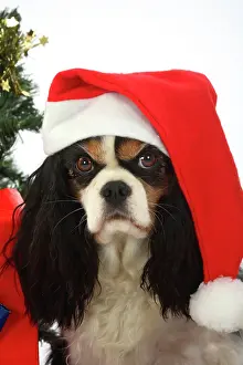 Coat: Cavalier King Charles Spaniel, tricolour, with Santa