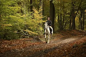 Ride: Cavalier walking in woods in autumn Netherlands