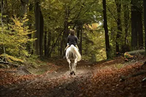 Ride: Cavalier walking in woods in autumn Netherlands