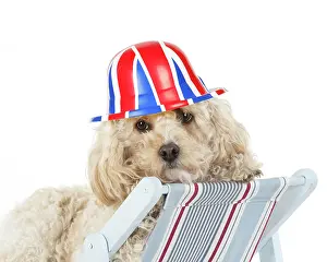 Deckchair: Cavapoo Dog in a deck chair wearing union jack bowler