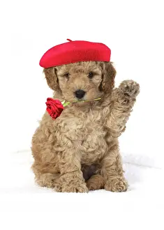 Berets: Cavapoo Dog, puppy 6 weeks old wearing red beret