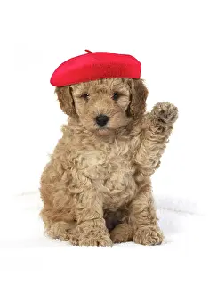 Berets: Cavapoo Dog, puppy 6 weeks old wearing red beret with paw up