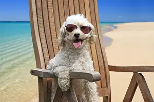 161018: Cavapoo Dog sitting in a deck chair on the beach