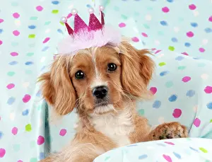 Tiara: Cavapoo Dog, sitting on spotty blanket wearing pink crown