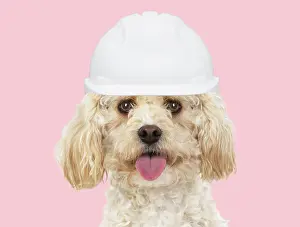 Builder: Cavapoo Dog, wearing builder hat
