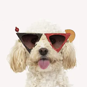 Cocktail: Cavapoo Dog, wearing cocktail sunglasses