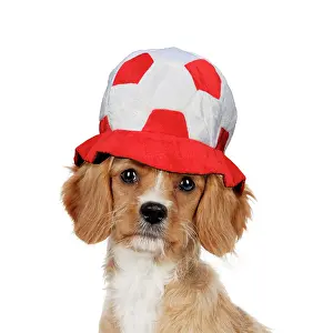 Sporty: Cavapoo Dog wearing football hat