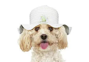 Floppy: Cavapoo Dog, wearing a hat
