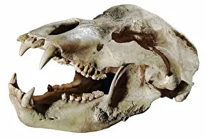 Paleozoology: Cave Bear Skull