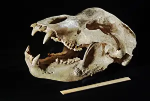 Paleozoology: Cave Bear Skull