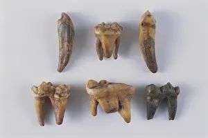 Canines: Cave Bear Teeth