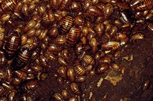 Cockroach: Cave Cockroaches - in bat cave