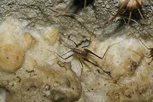 Subterraneus: Cave Cricket
