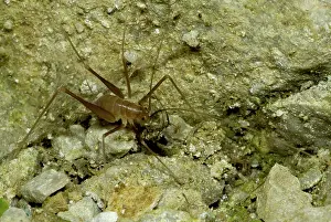 Subterranean: Cave Cricket