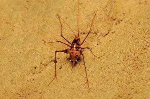 Troglobite: cave cricket