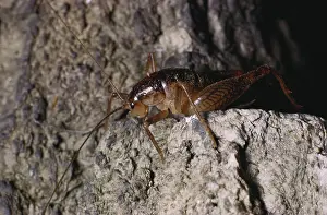 Cricket: Cave Cricket