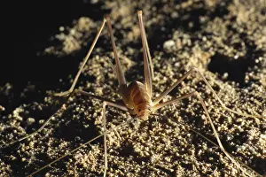 Cove: Cave Cricket