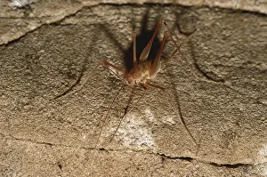 Mammoth: Cave Cricket
