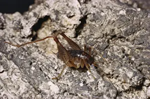 Cricket: Cave Cricket