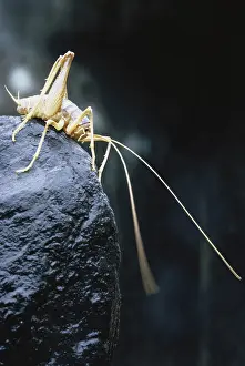 Cricket: Cave Cricket