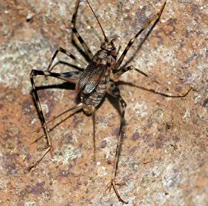 Tunnels: Cave Cricket - underground caves and tunnels