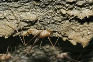 Subterraneus: Cave Crickets