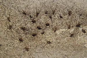 Subterraneus: Cave Crickets